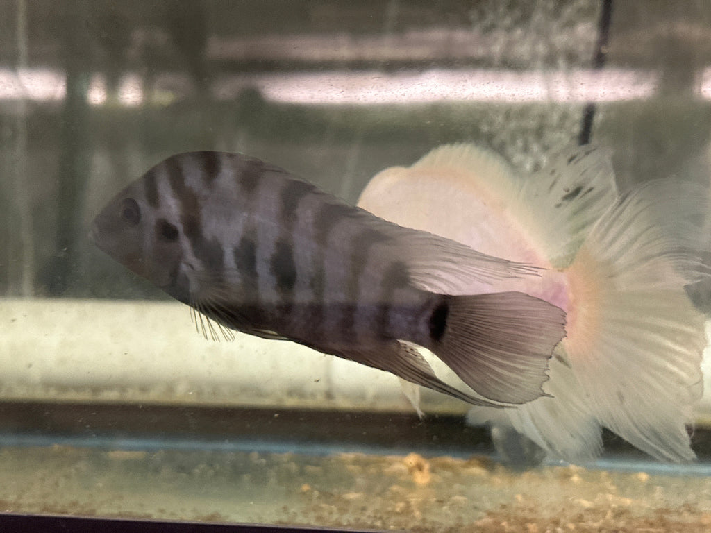 Convict Cichlid