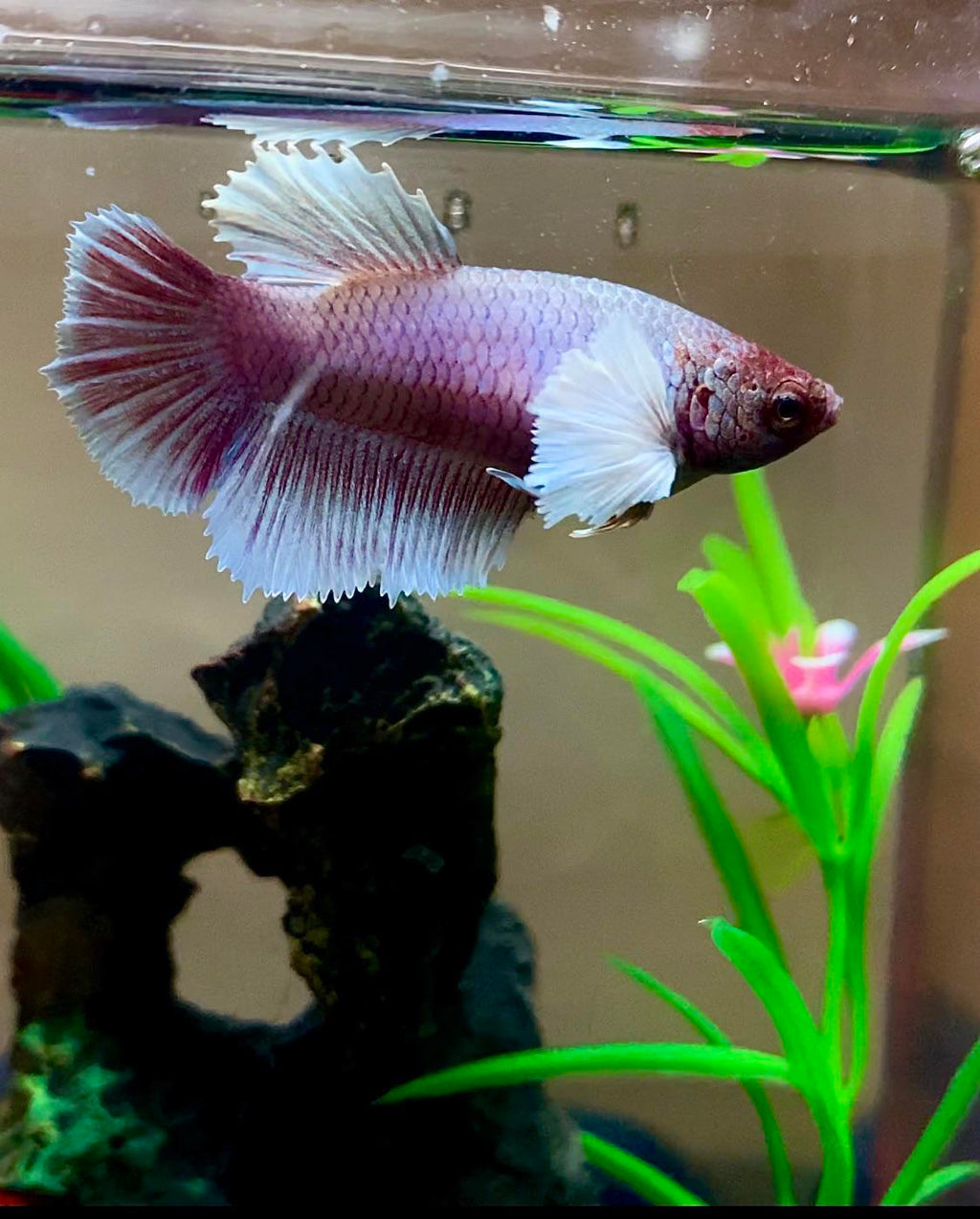 Elephant Ear Betta
