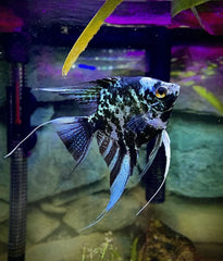 Marble Angelfish (Pterophyllum scalare)