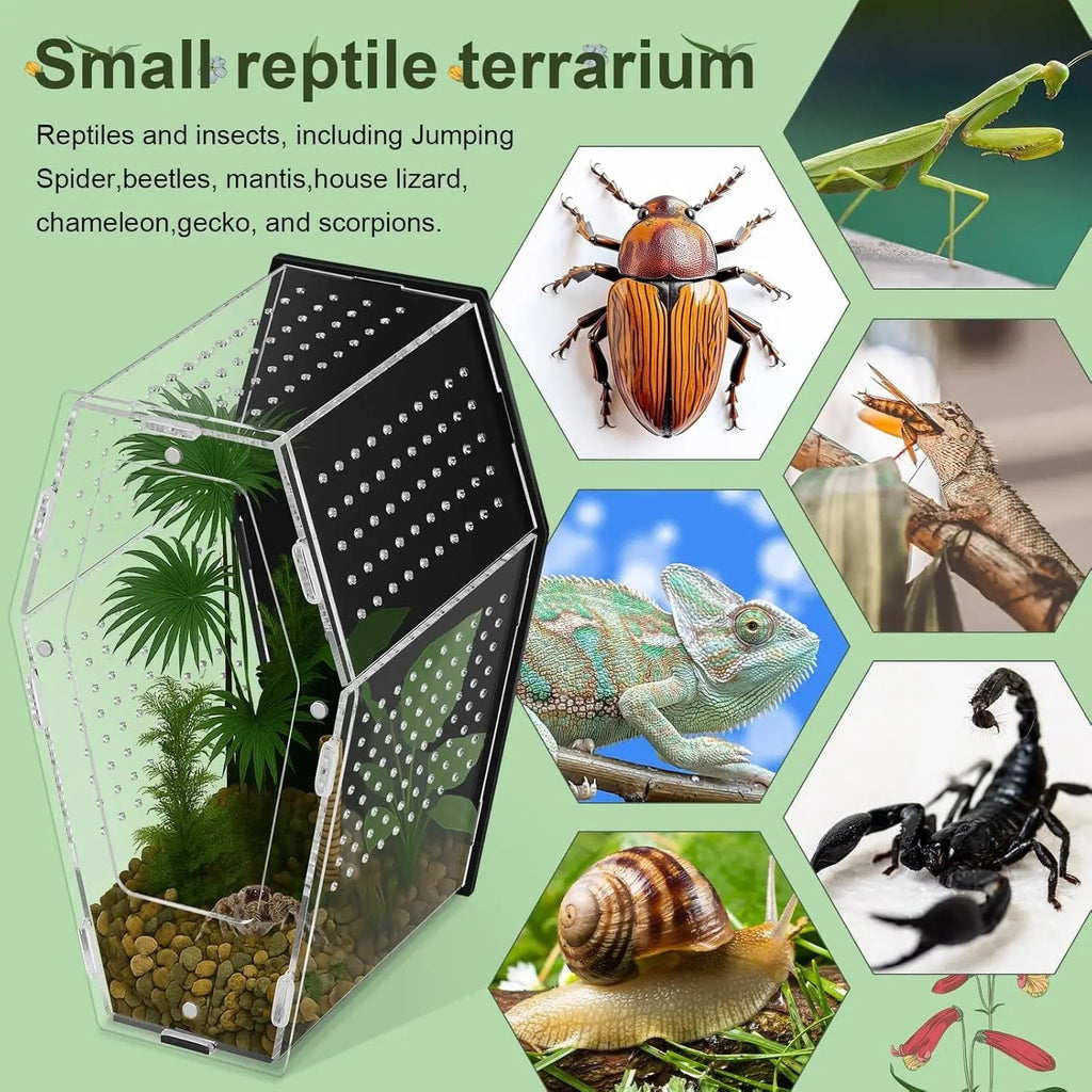 Acrylic Jumping Spider Habitat – Clear Terrarium Enclosure for Spiders & Insects