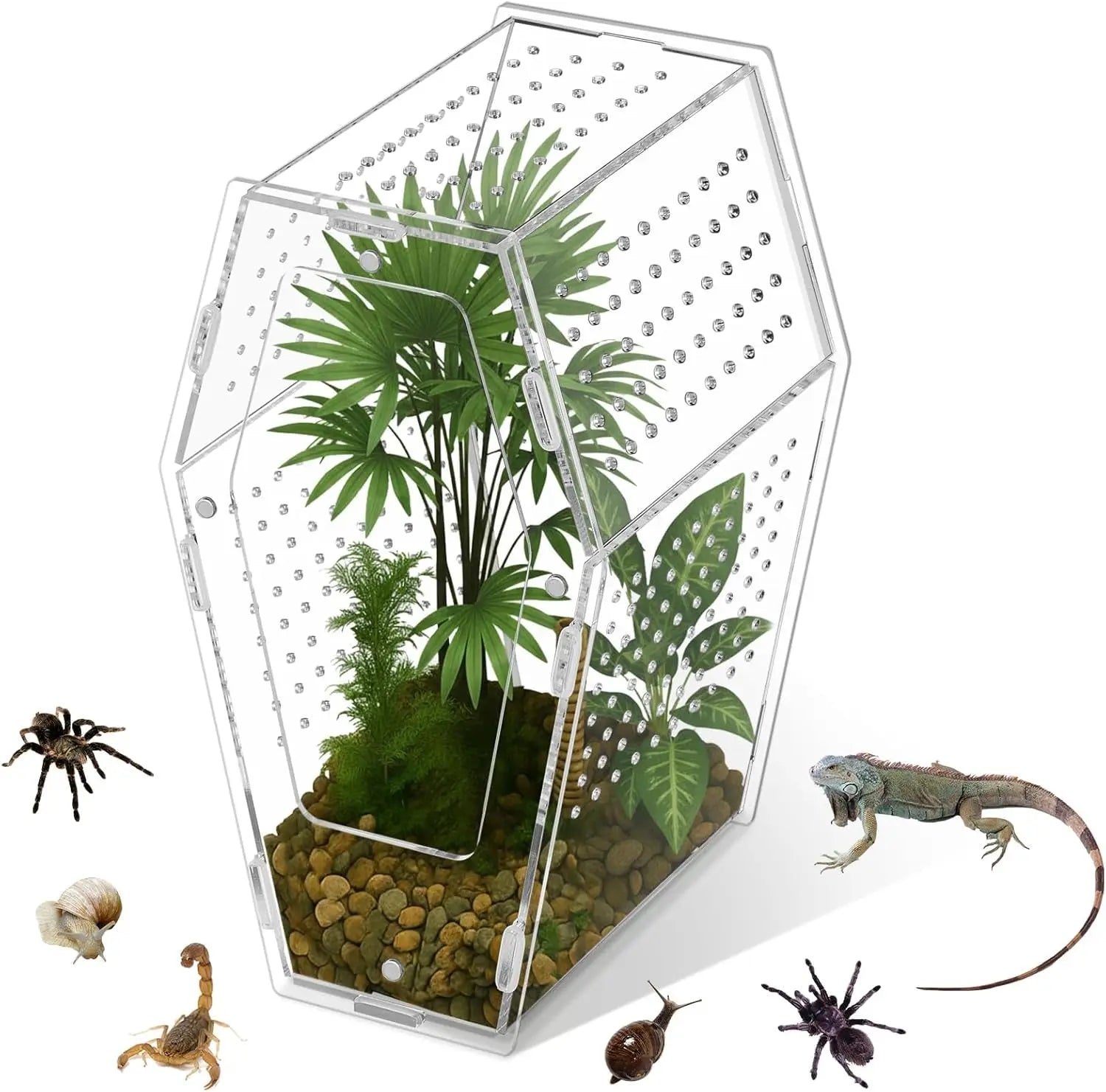Acrylic Jumping Spider Habitat – Clear Terrarium Enclosure for Spiders & Insects
