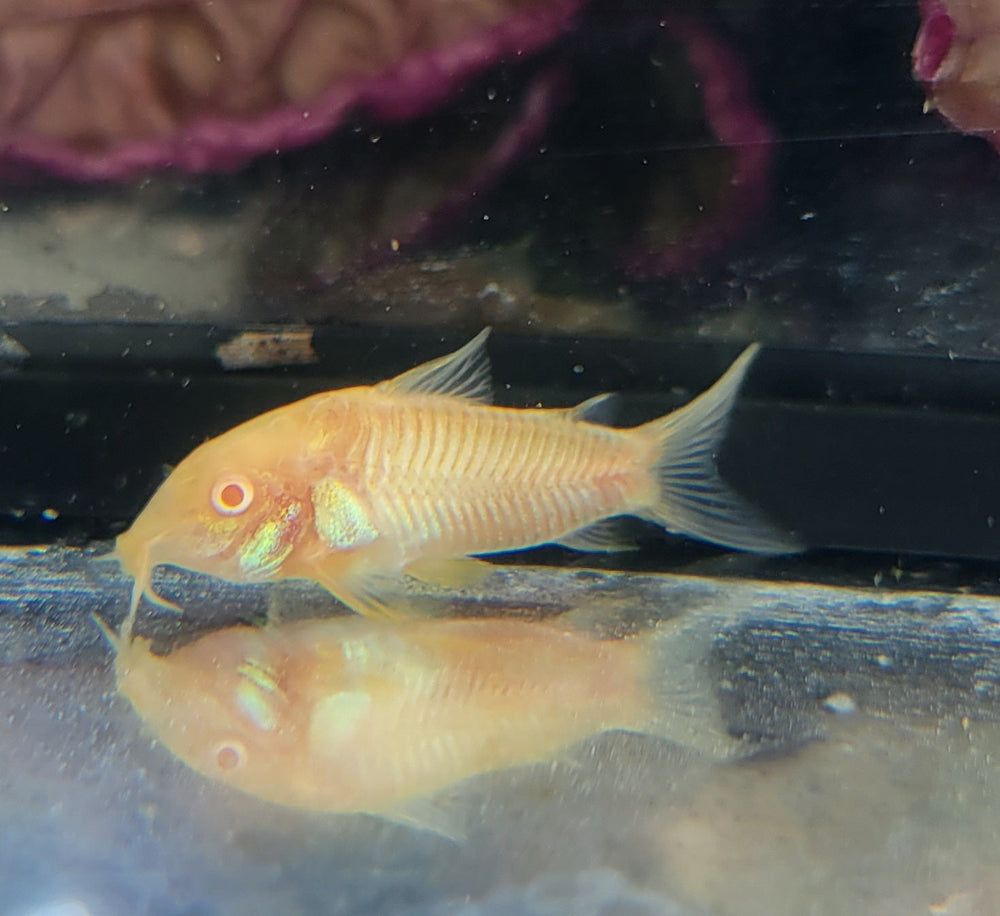 6+ Aeneus Albino Cory (Corydoras aeneus var. albino)
