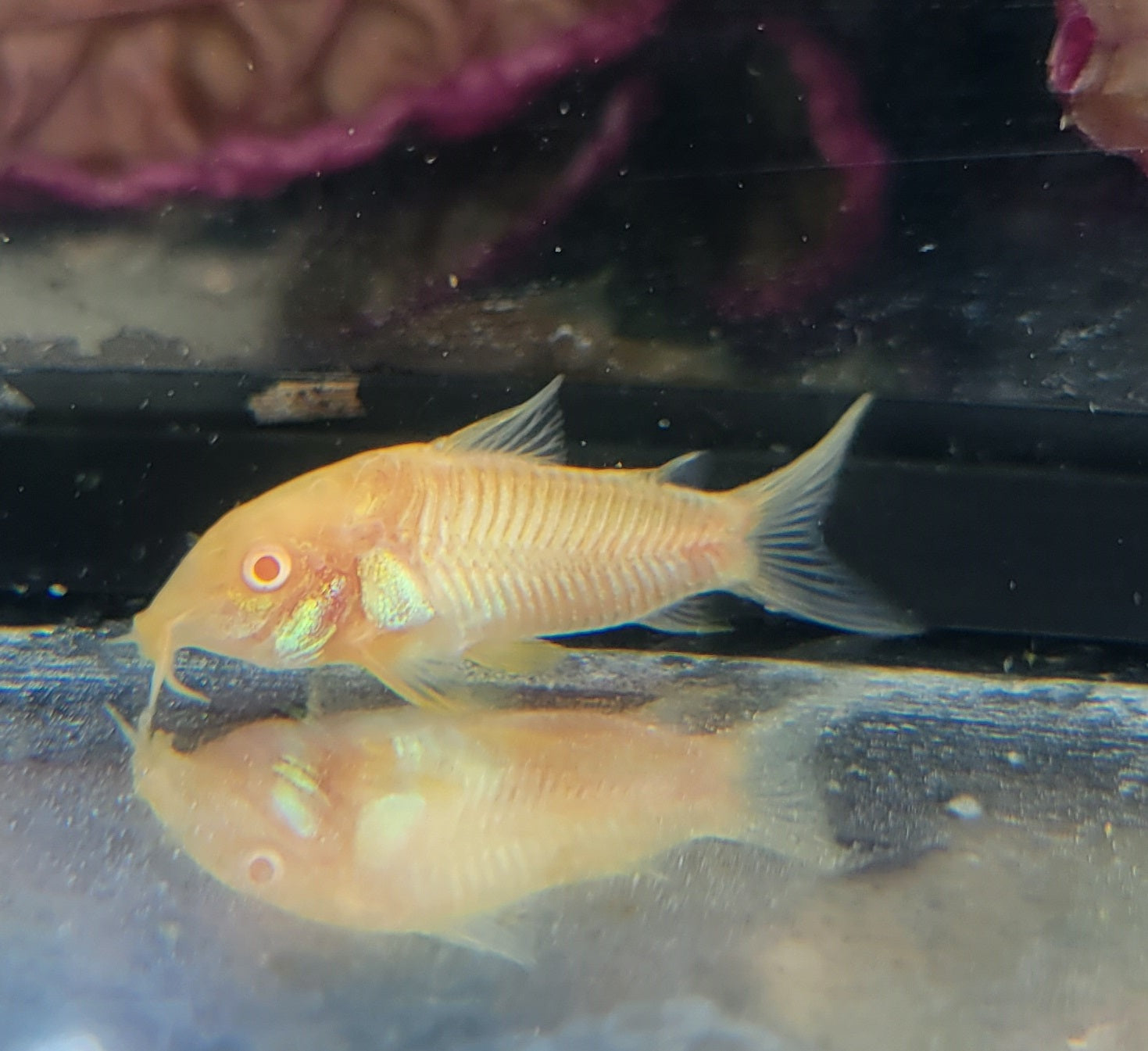 6+ Aeneus Albino Cory (Corydoras aeneus var. albino)