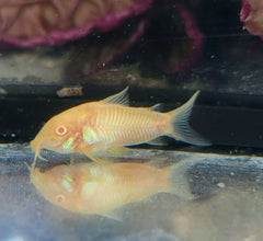 6+ Aeneus Albino Cory (Corydoras aeneus var. albino)