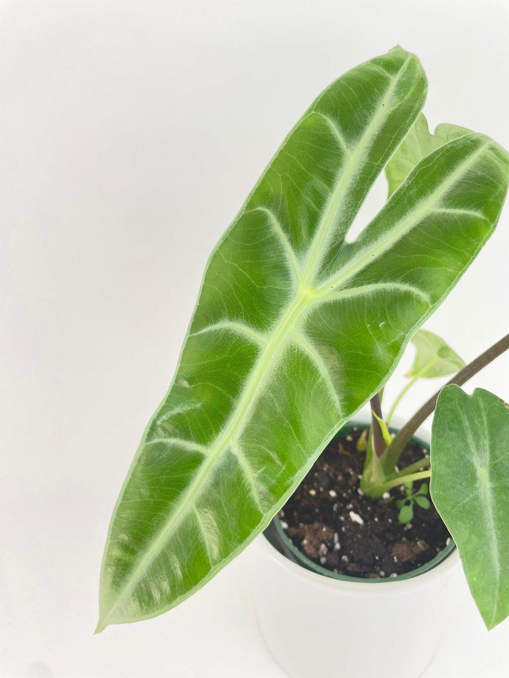 Alocasia Dragon Tooth Longiloba