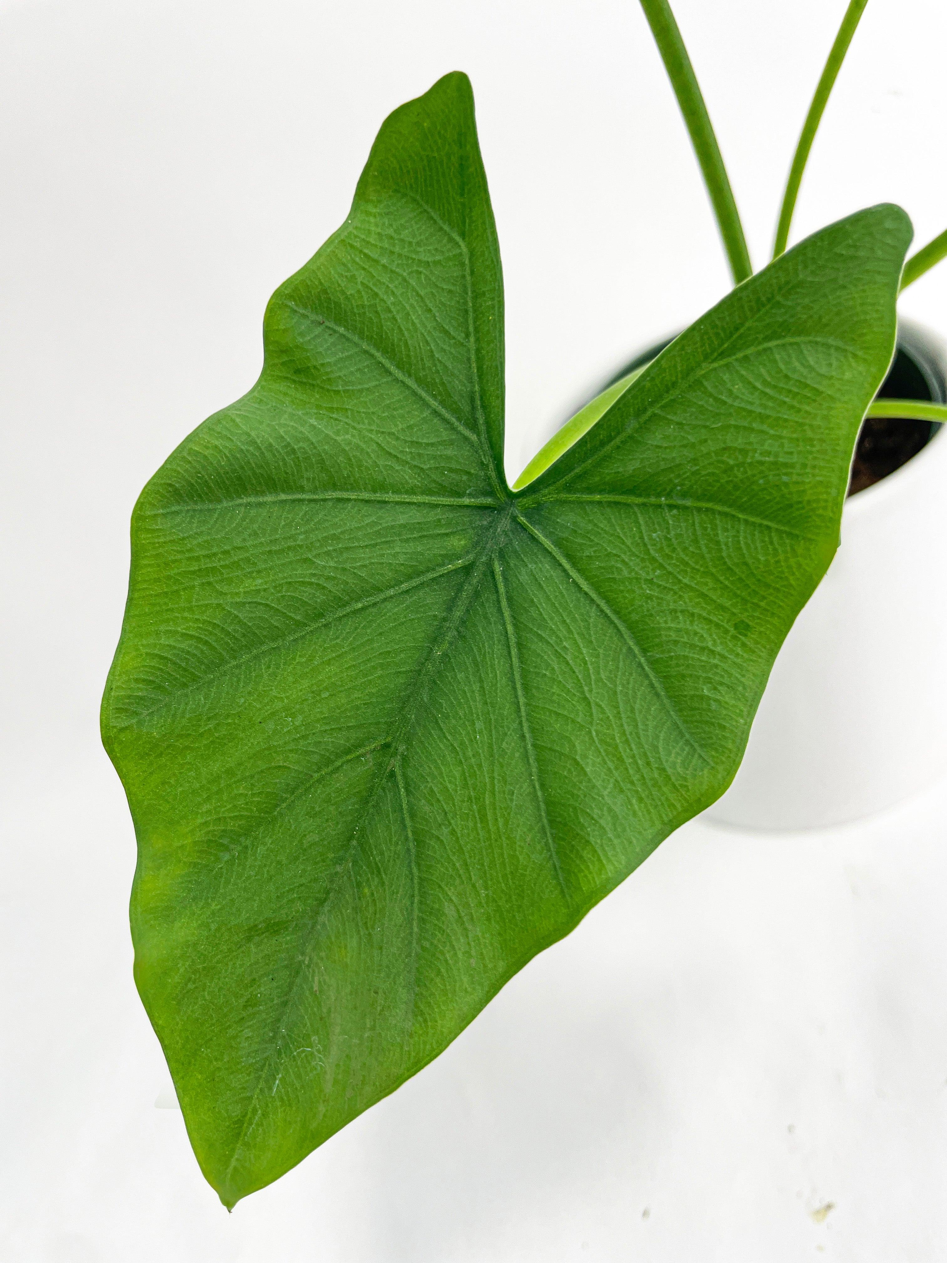 Alocasia Puber 'Green Goddess'