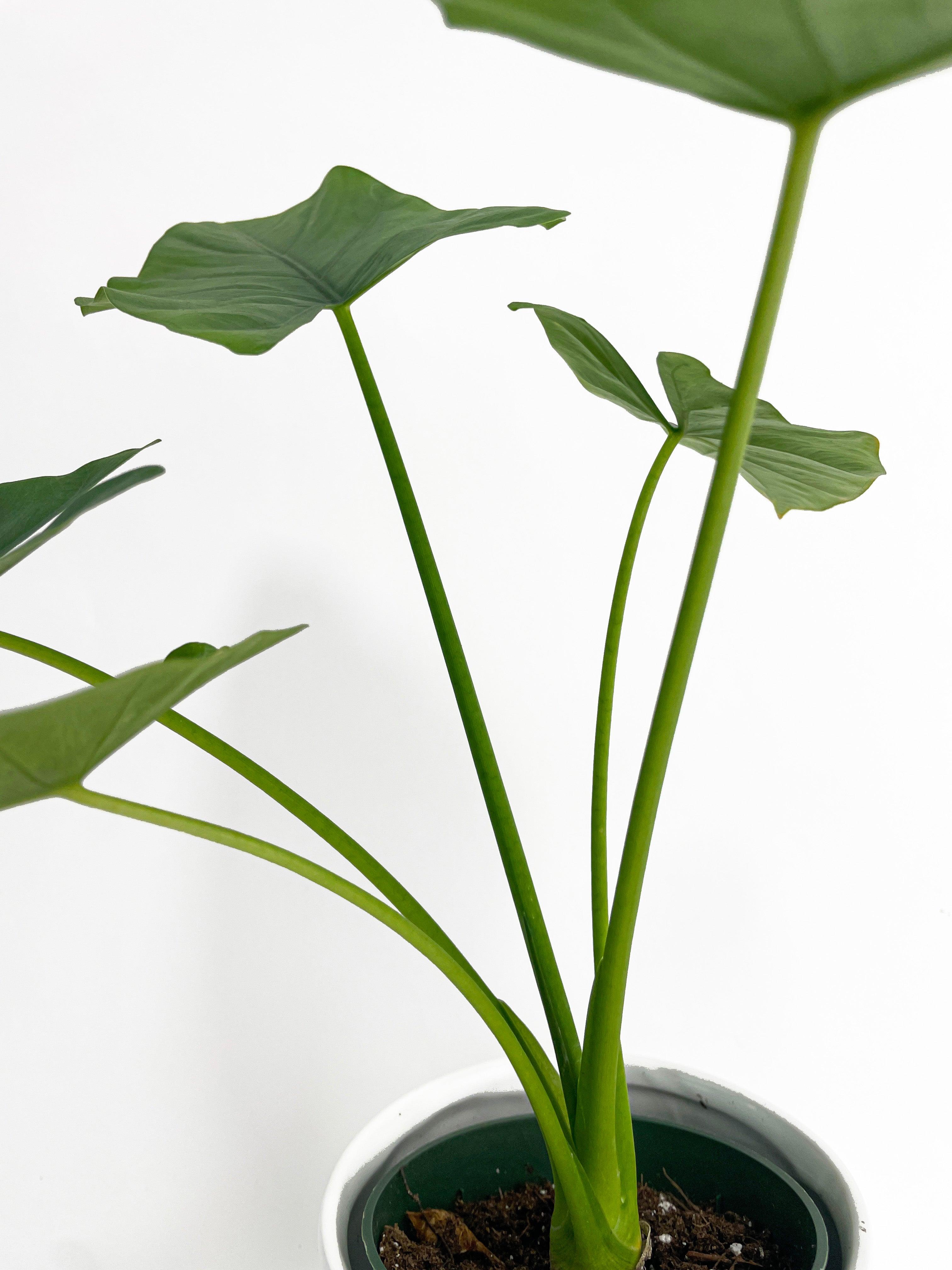 Alocasia Puber 'Green Goddess'