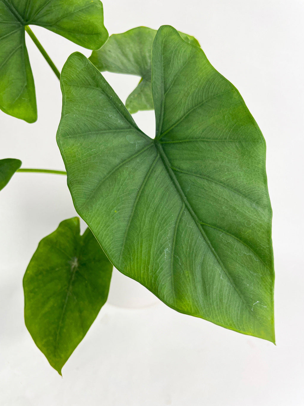 Alocasia Puber 'Green Goddess'