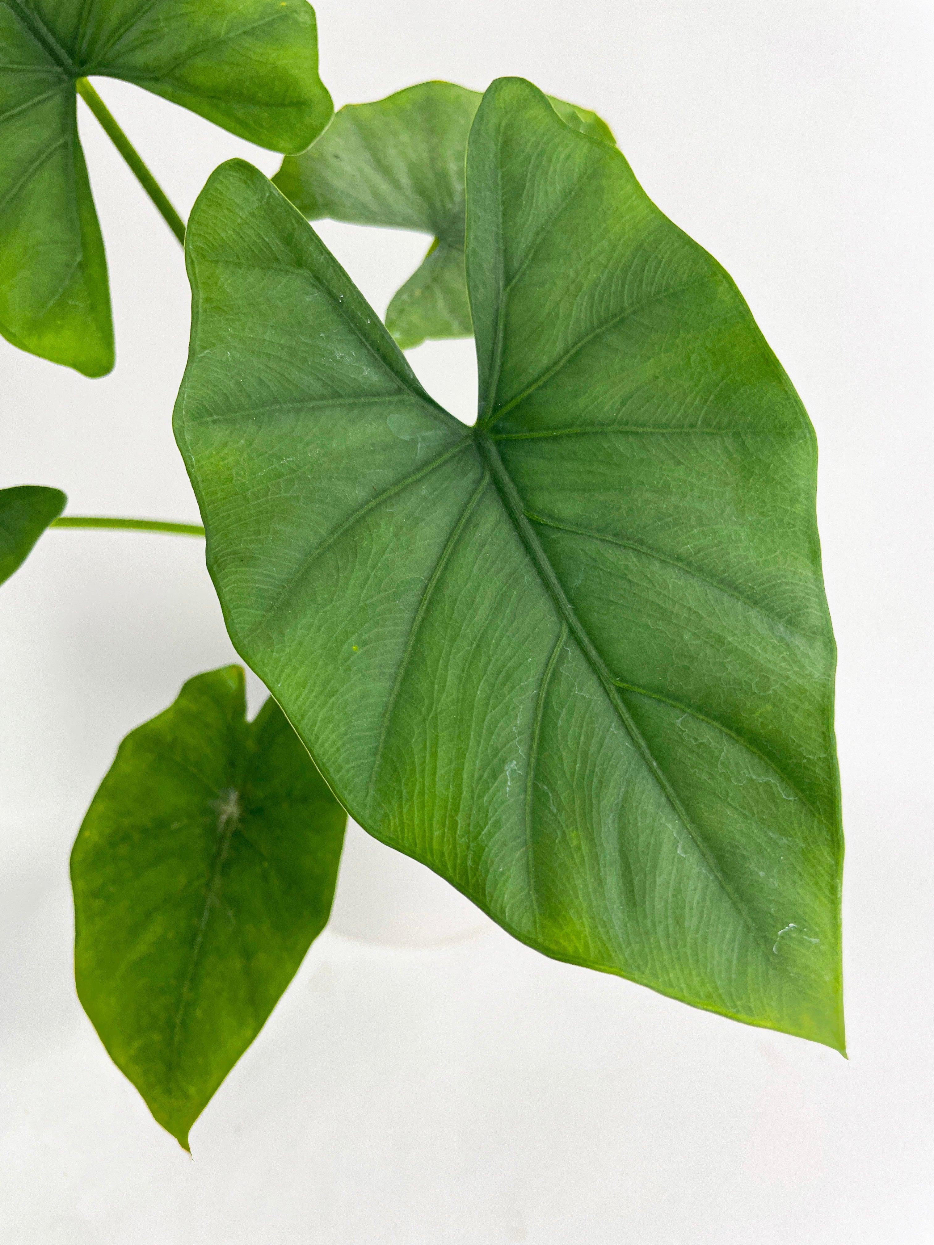 Alocasia Puber 'Green Goddess'