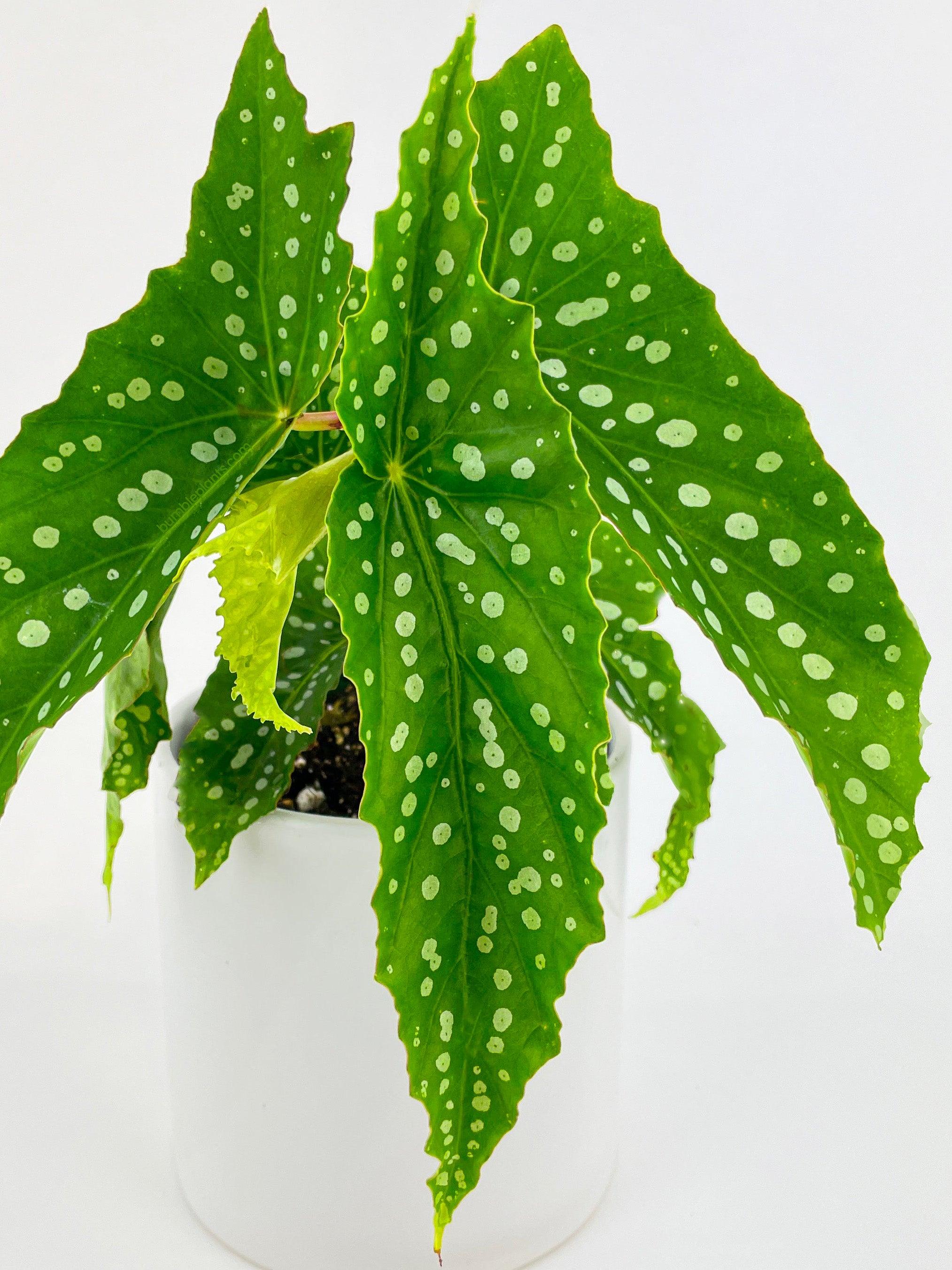 Begonia Polka Dot Angel Wings