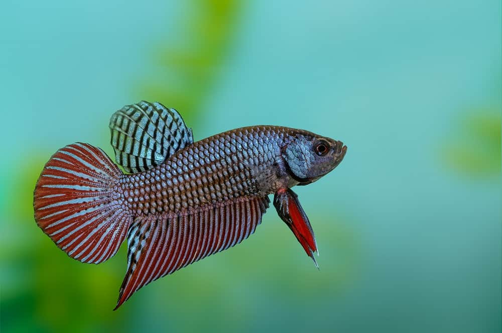 Wild Type Betta (Male)
