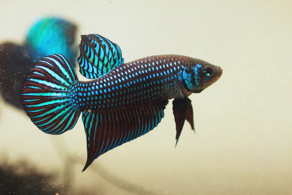 Wild Type Betta (Male)