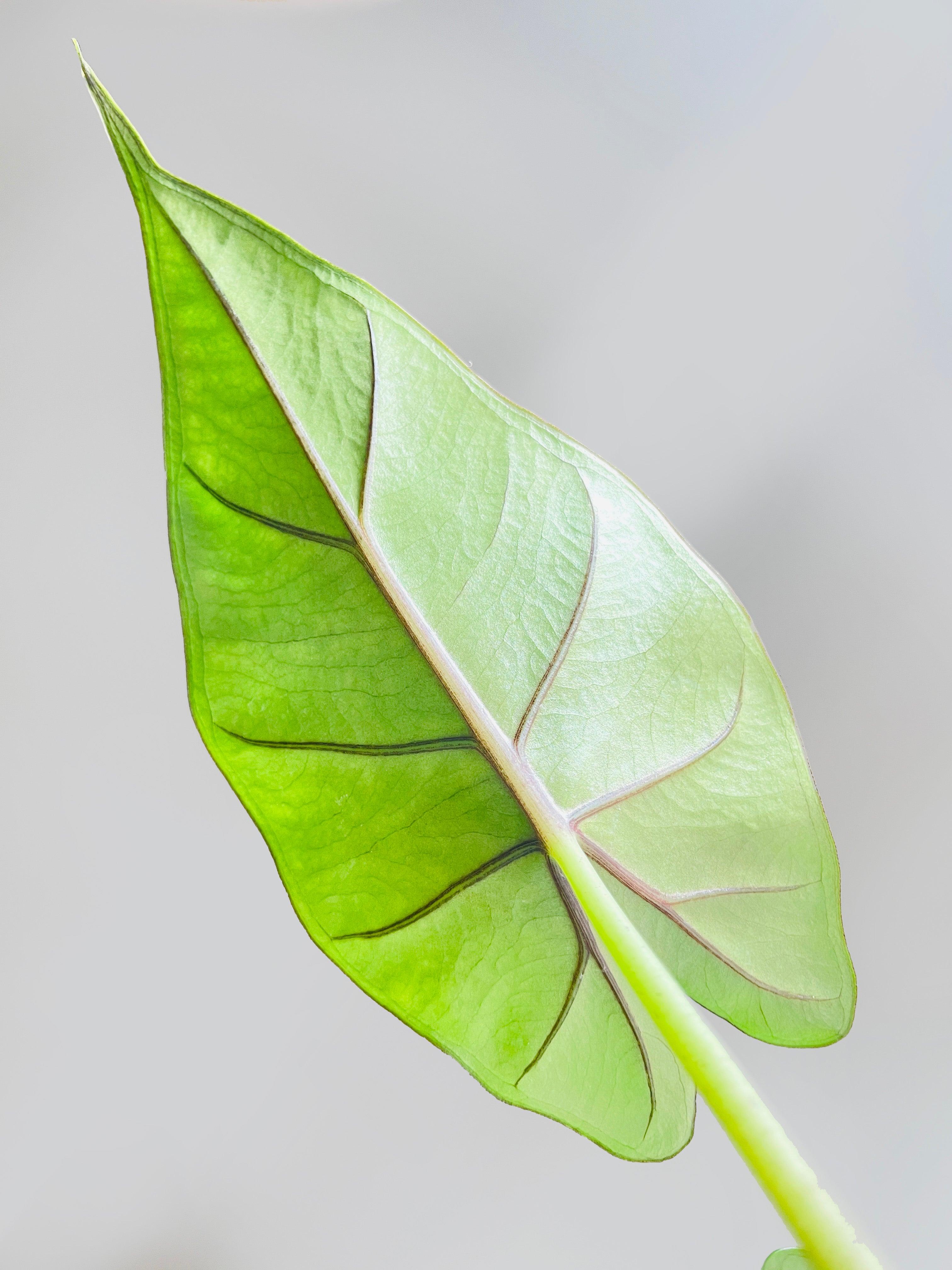 Alocasia 'Sumo' Black Veins