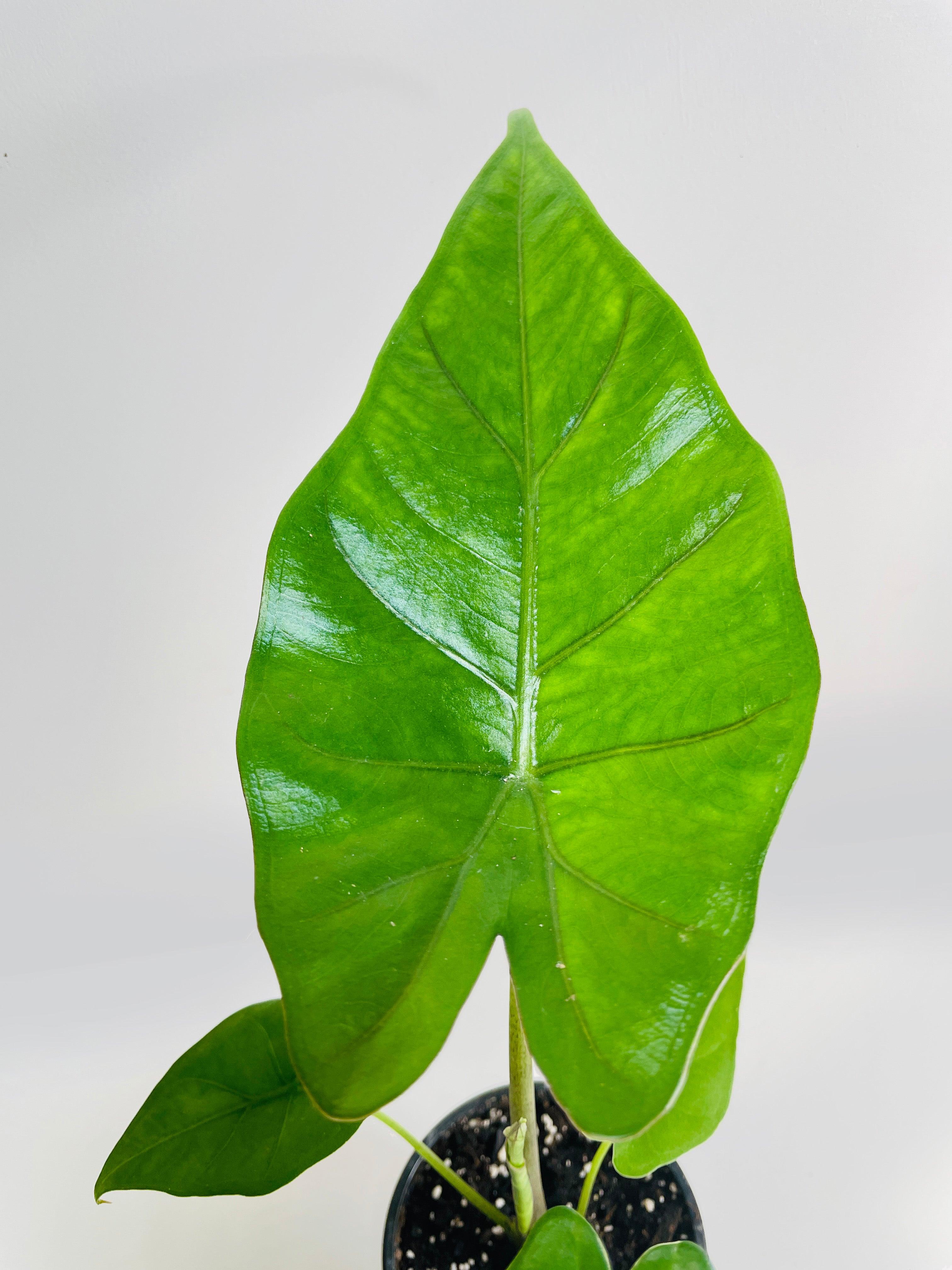 Alocasia 'Sumo' Black Veins