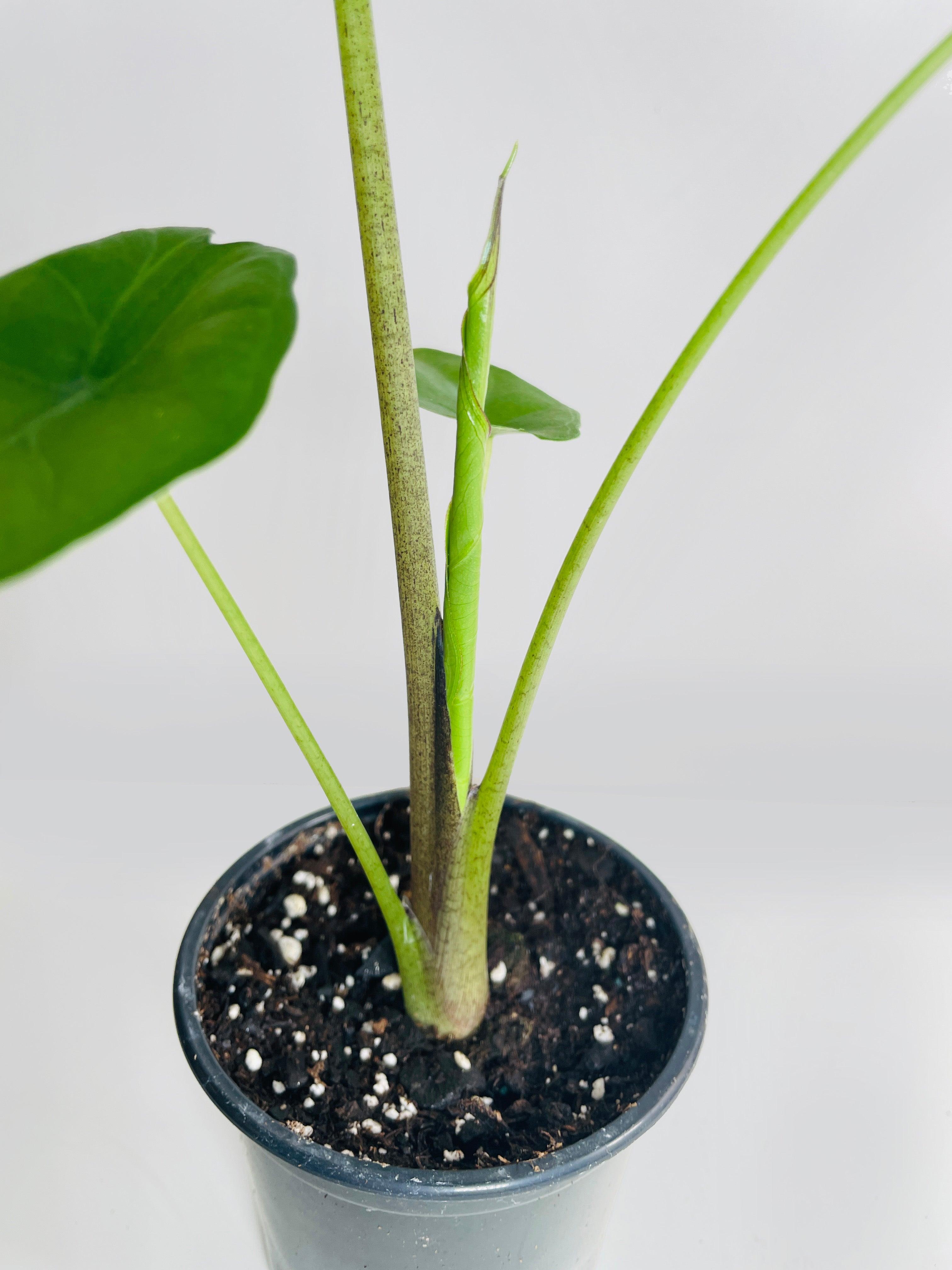 Alocasia 'Sumo' Black Veins