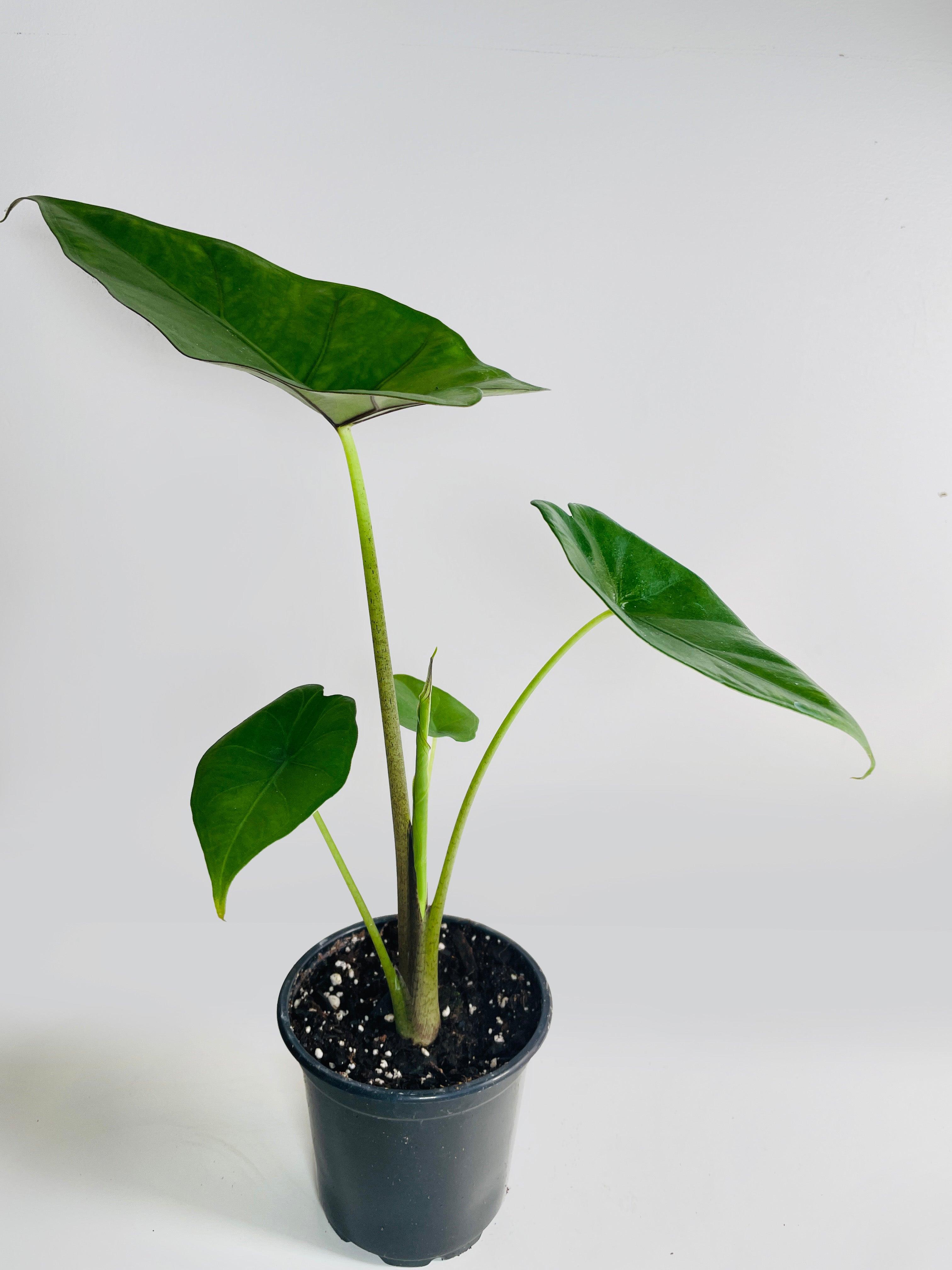 Alocasia 'Sumo' Black Veins