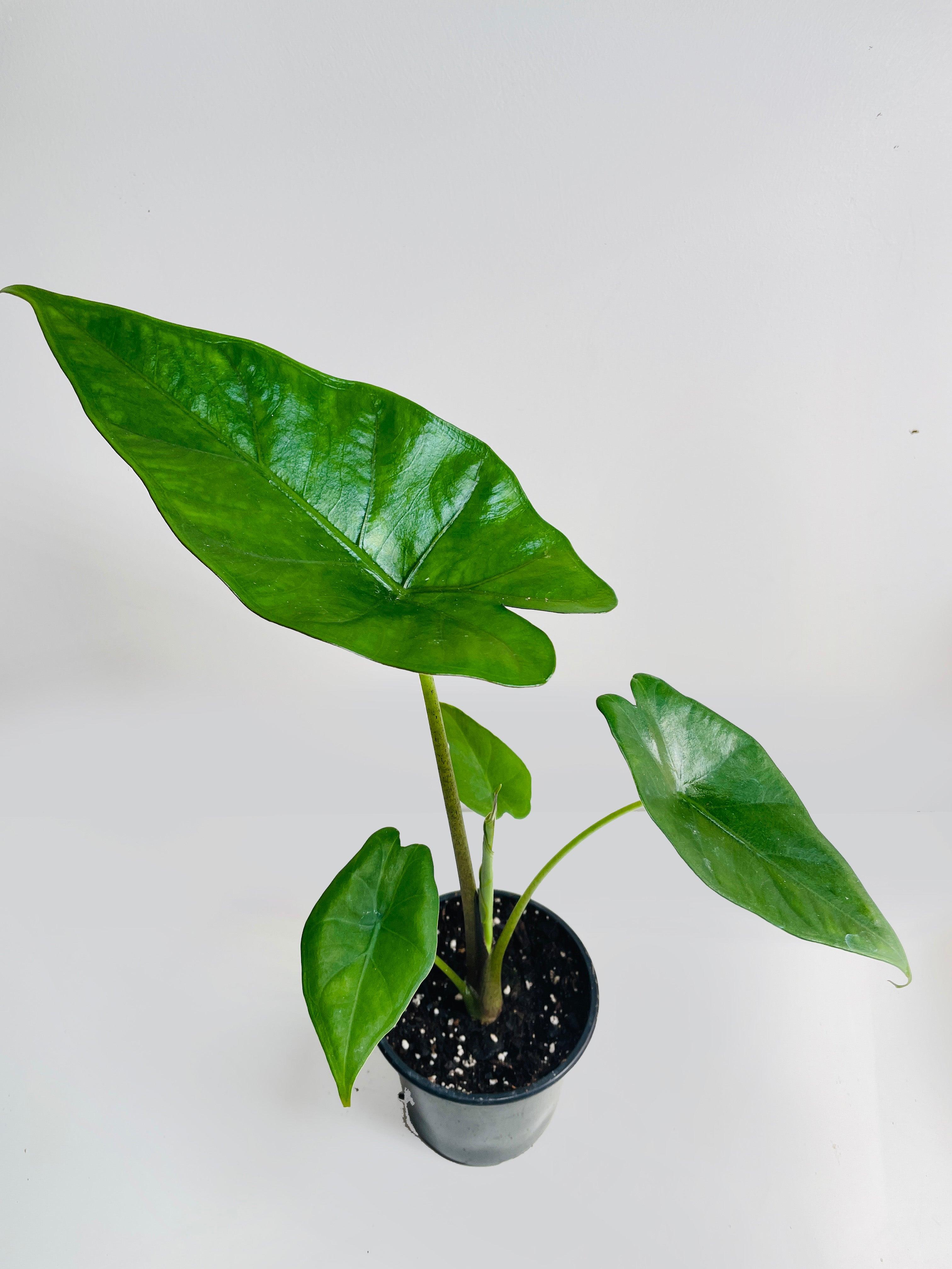 Alocasia 'Sumo' Black Veins