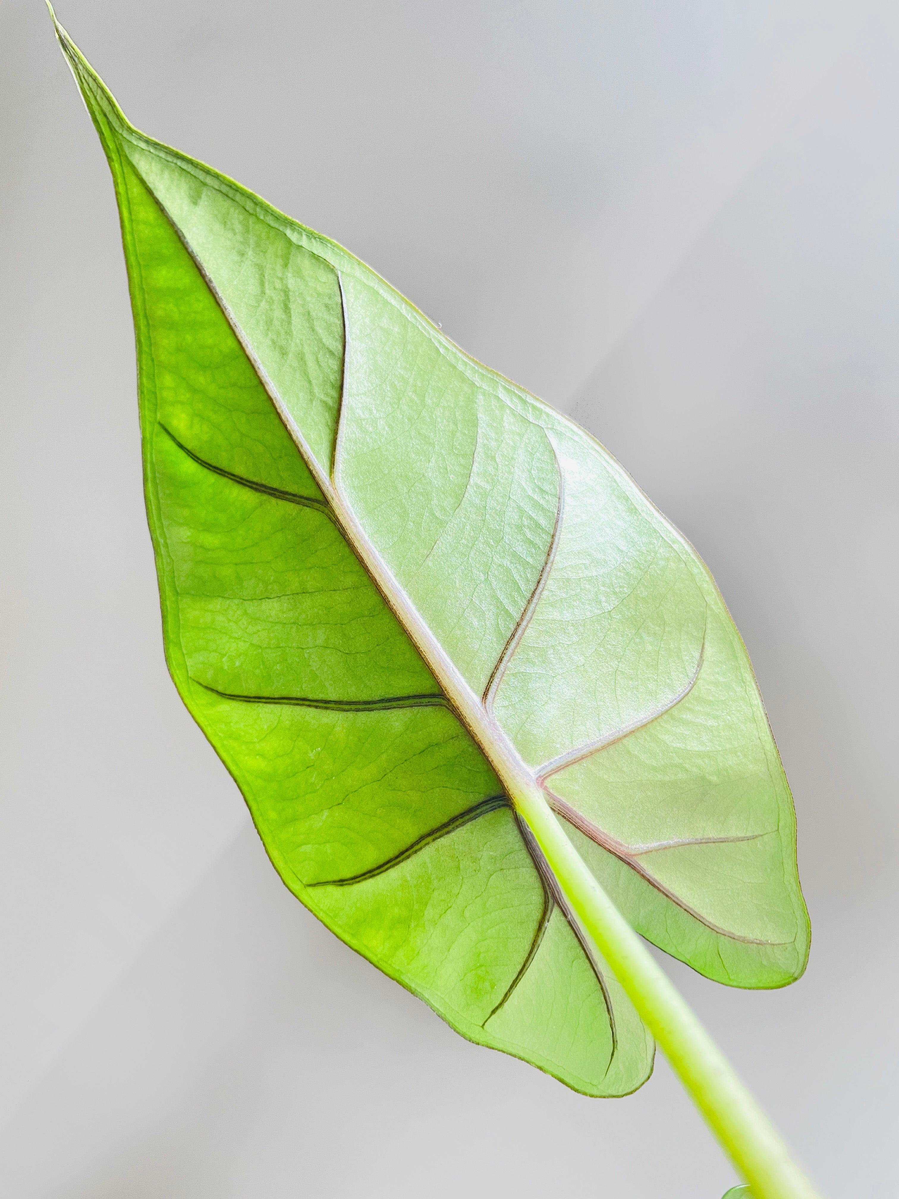 Alocasia 'Sumo' Black Veins