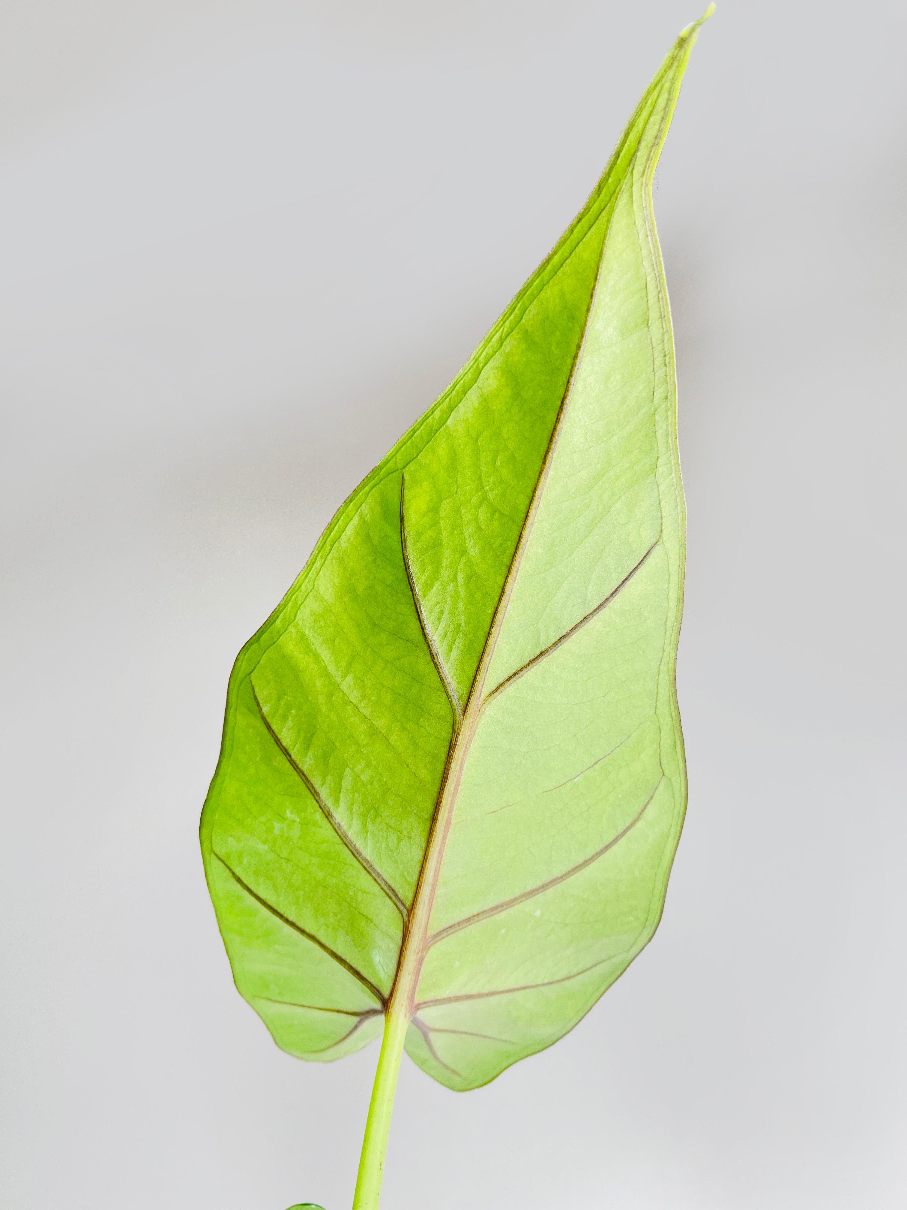 Alocasia 'Sumo' Black Veins