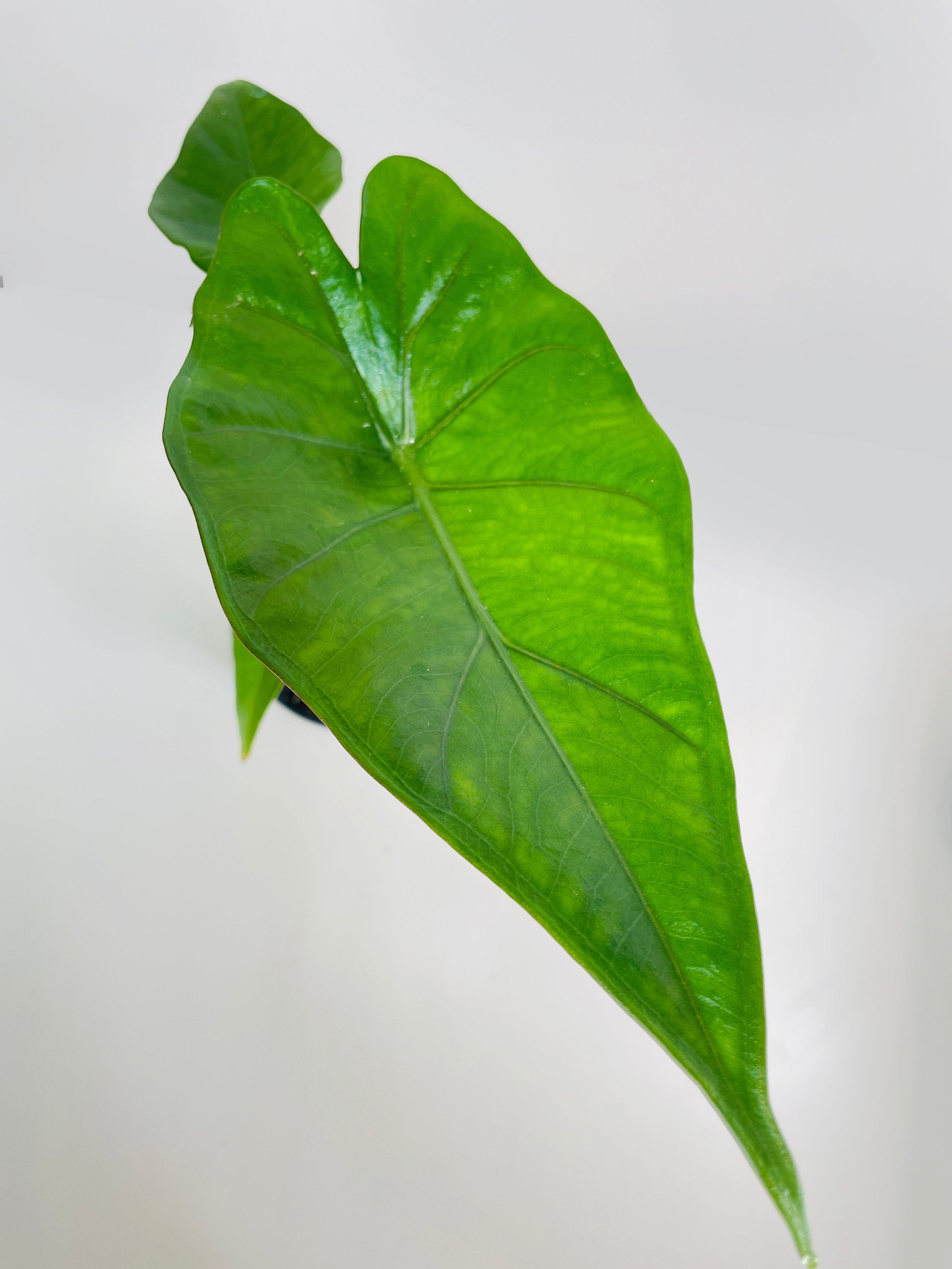 Alocasia 'Sumo' Black Veins