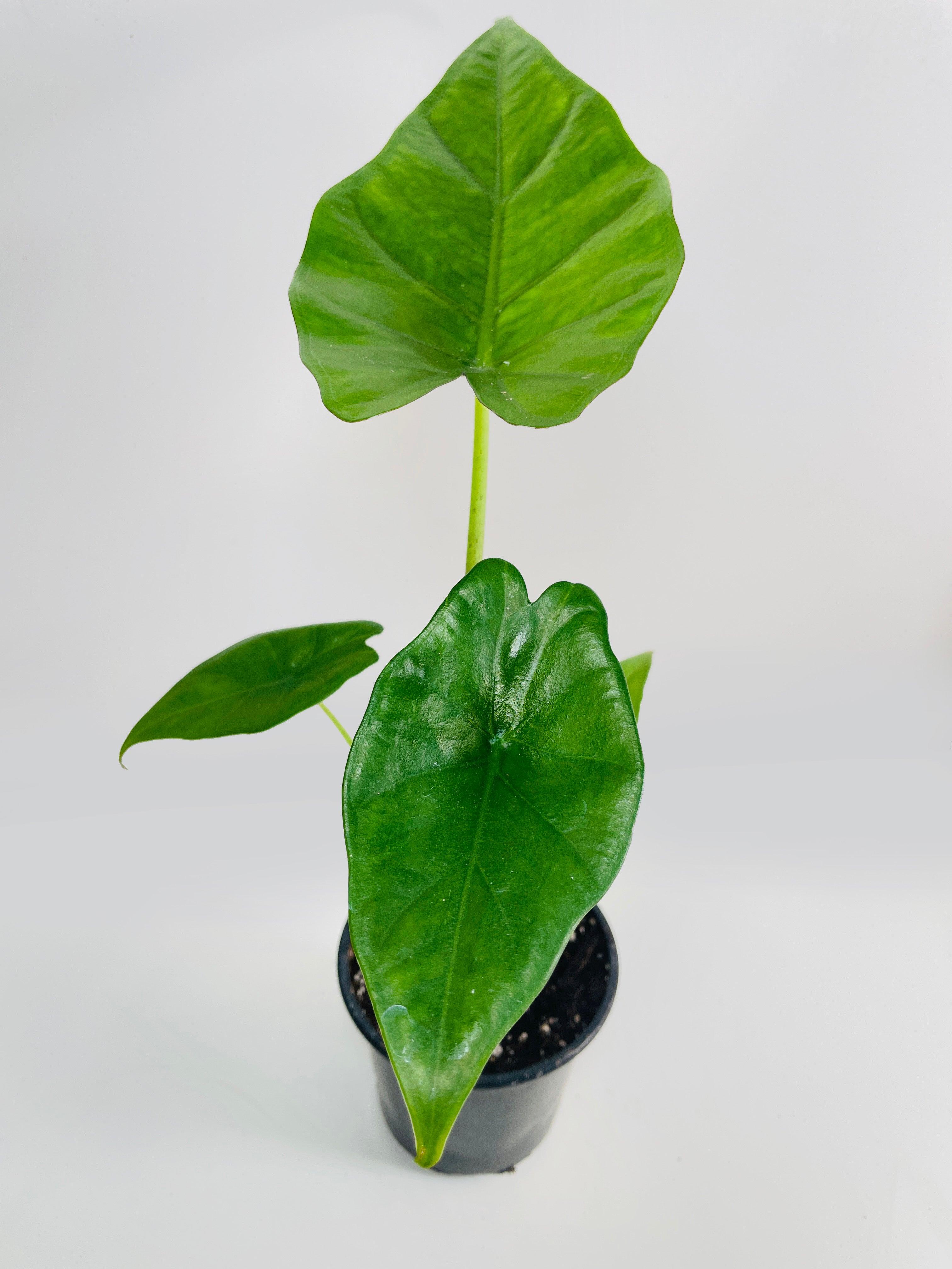 Alocasia 'Sumo' Black Veins