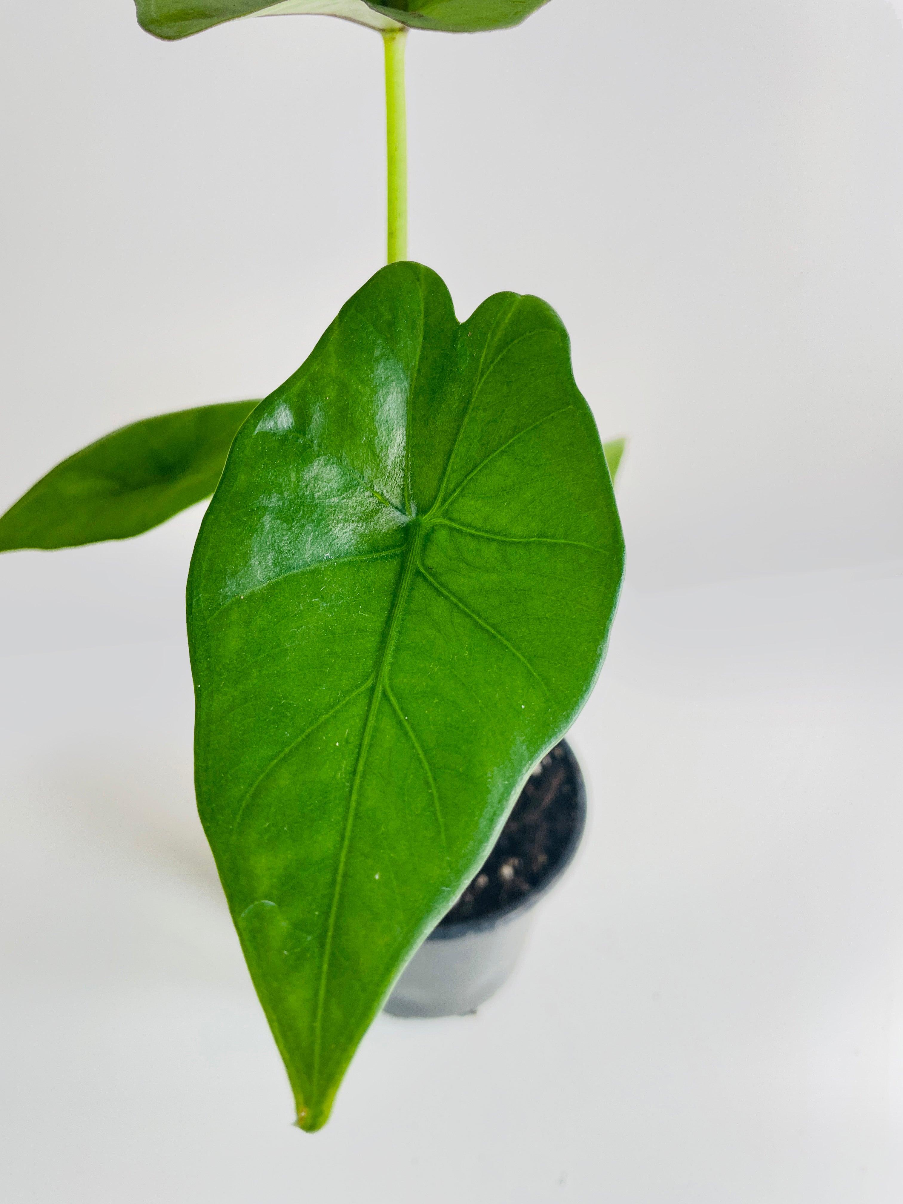 Alocasia 'Sumo' Black Veins