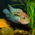 Jack Dempsey Cichlid (Rocio octofasciata)