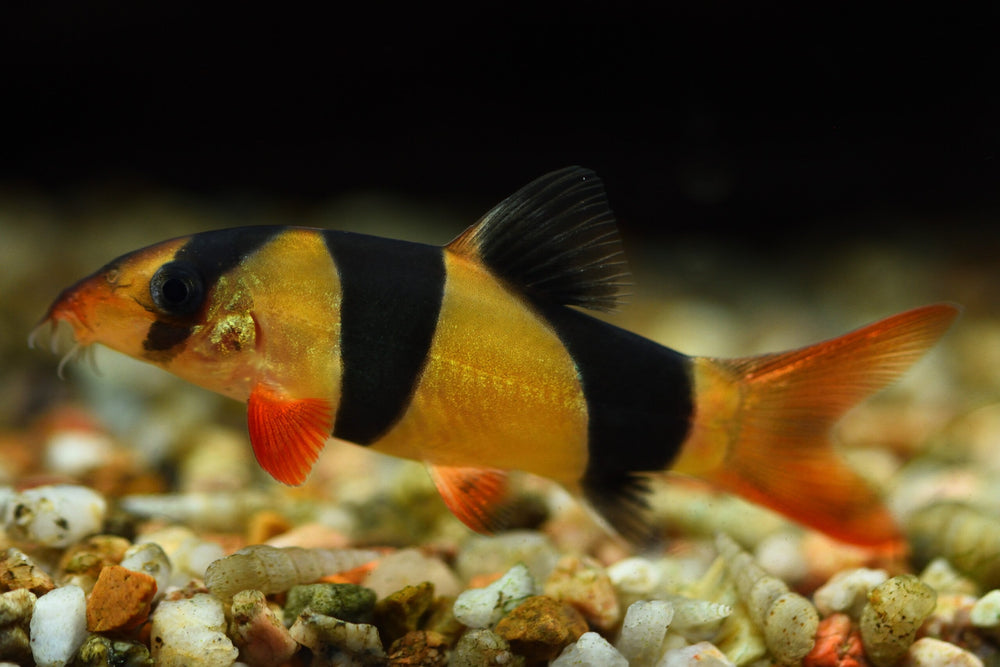 Clown Loach