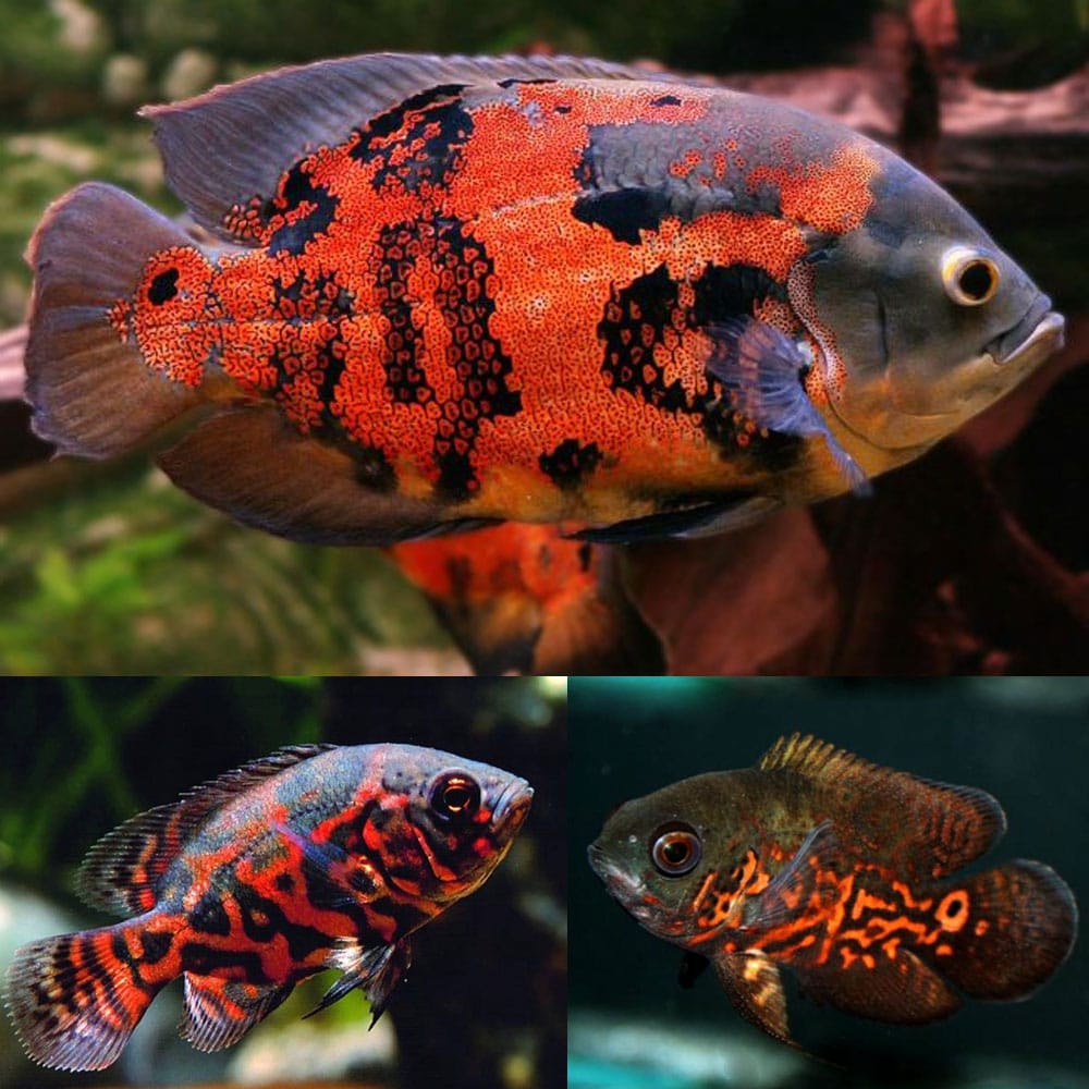Red Tiger Oscar 2.5-3”