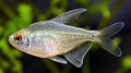 6+ Diamond Tetra
