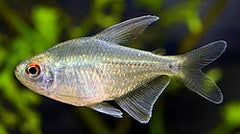 6+ Diamond Tetra