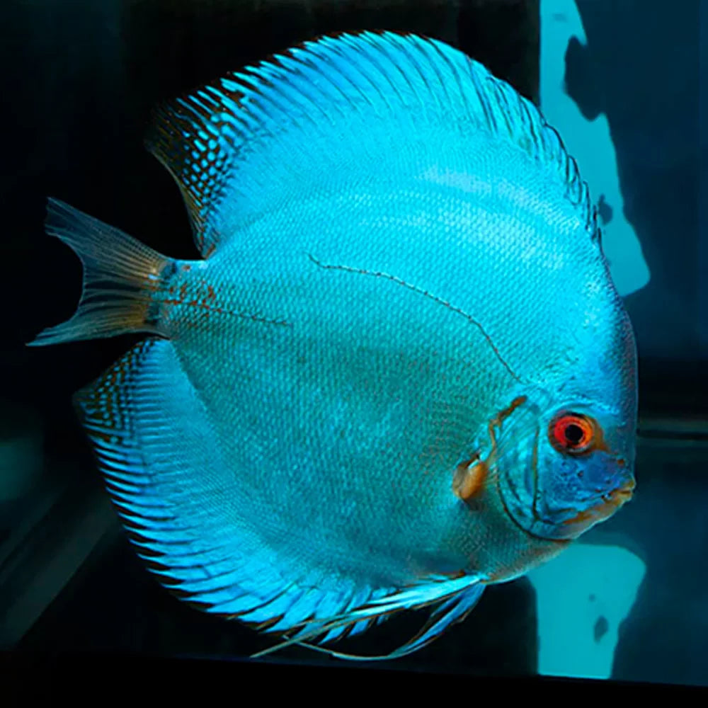 Discus Sale Discus – Shield Wall Exotics