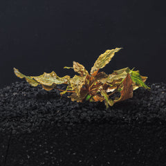Cryptocoryne Wendtii (Red, Green, or Brown)