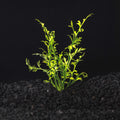 Water Sprite Lace | Indian Fern