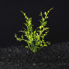 Water Sprite Lace | Indian Fern
