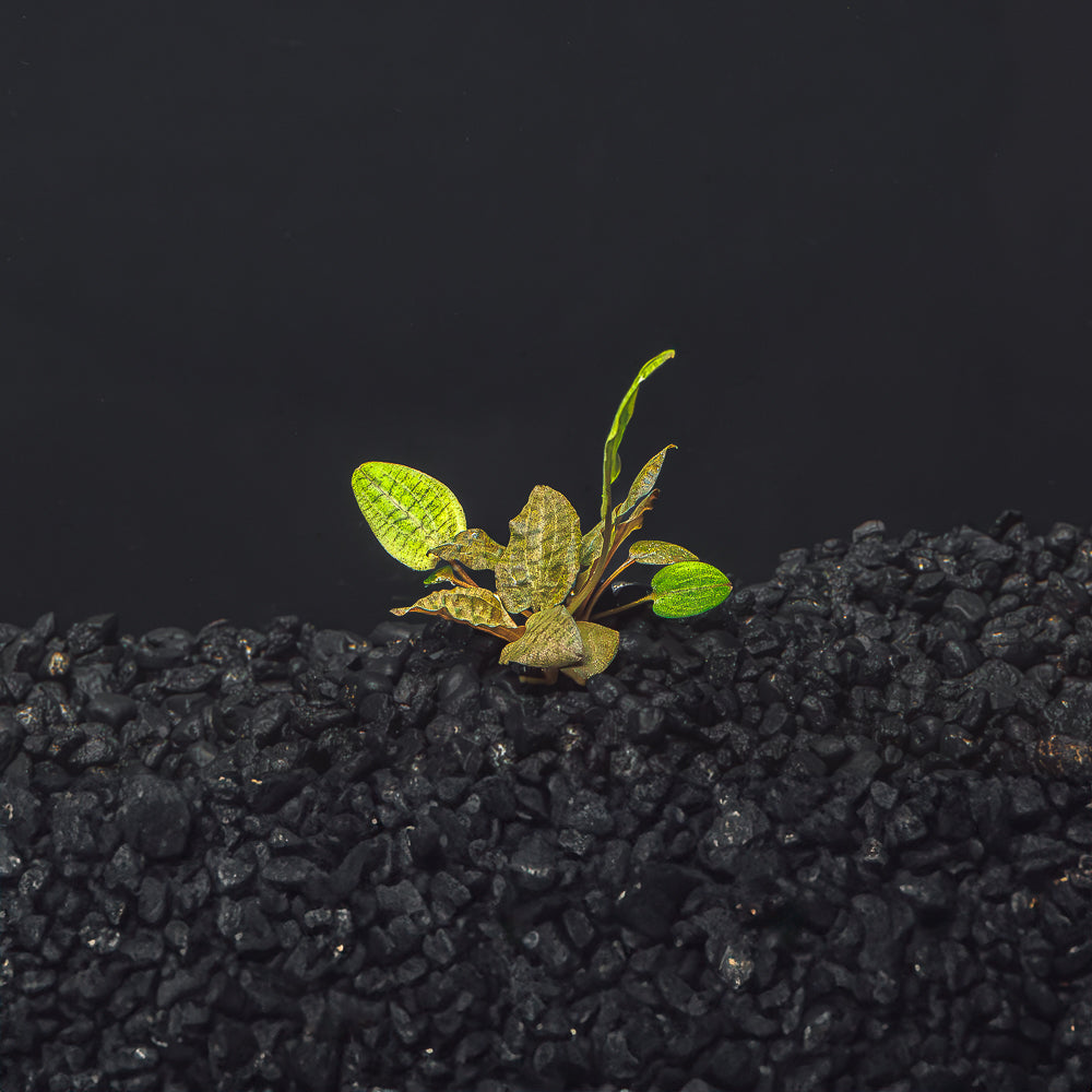 Cryptocoryne Wendtii (Red, Green, or Brown)