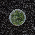 Java Moss | Vesicularia Dubyana