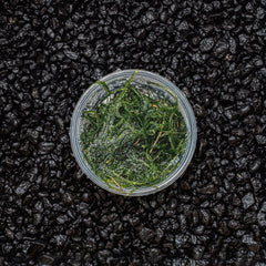 Java Moss | Vesicularia Dubyana