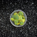 Red Root Floater | Phyllanthus Fluitans