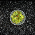 Water Spangle | Salvinia Minima