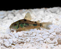 Peppered Corydoras (Corydoras paleatus)