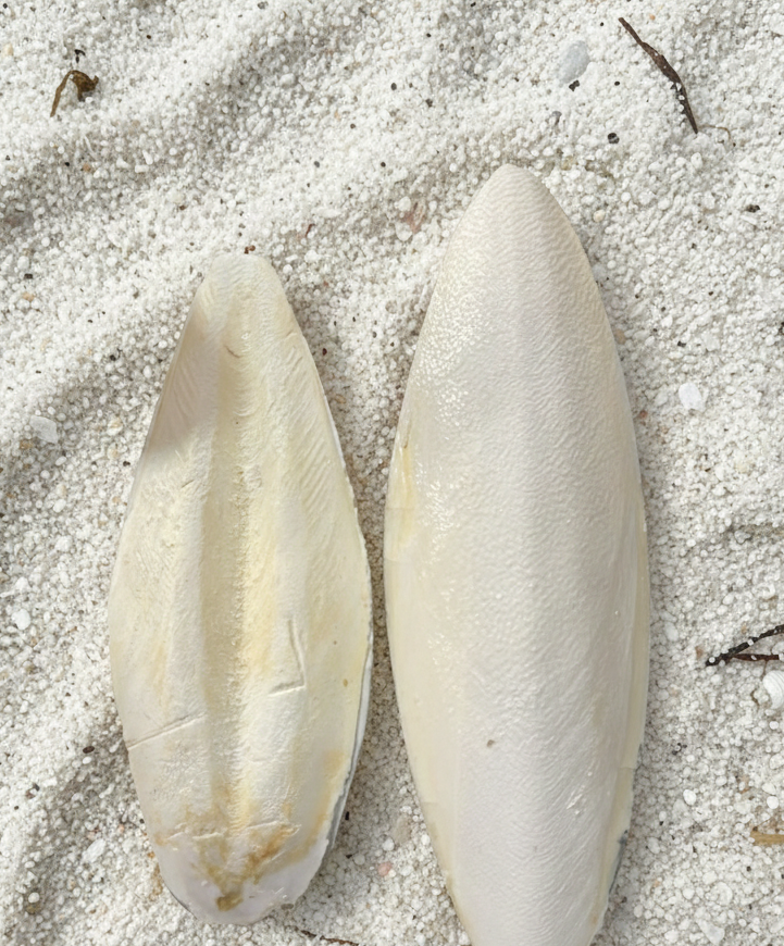 Natural Cuttlebone Calcium 2 Pack – Calcium Source for Isopods