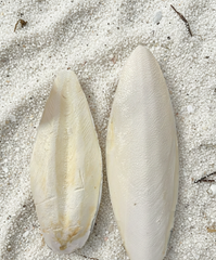 Natural Cuttlebone Calcium 2 Pack – Calcium Source for Isopods