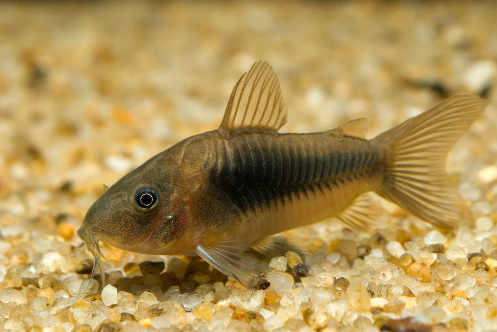 6+ Aeneus Green Corydoras