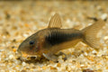 6+ Aeneus Green Corydoras
