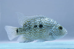 Green Texas Cichlids
