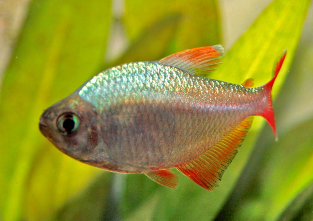 6+ Colombian Tetra