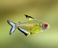 6+ Lemon Tetra
