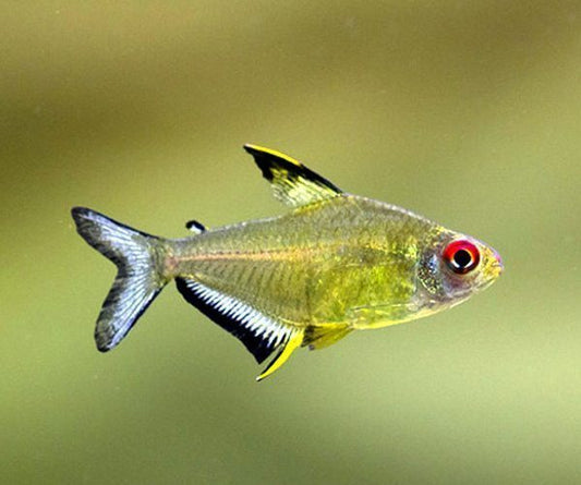 6+ Lemon Tetra