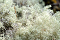 Bulk Lichen Box 14"x7.5"x5" – Natural Dried Reindeer Moss & Mixed Lichens for Terrariums & Isopods